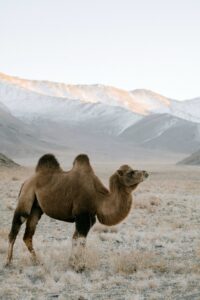 The International Year of the Camelids 2024
